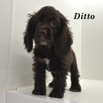 puppy, for, sale, Cocker Spaniel, Joe & Cherri  Overlease, dog, breeder, Miller, MO, dog-breeder, puppy-for-sale, forsale, nearby, find, puppyfind, locator, puppylocator, aca